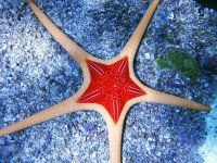 8.11.13_aussie_starfish_1024x1024.jpg