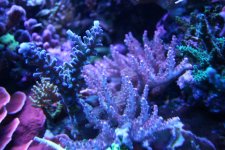 IMG_2799.jpg