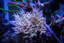 IMG_2785.jpg