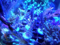 ImageUploadedByReefs1380561527.535633.jpg