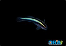 Ora Goby.jpg