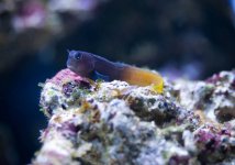 Blenny.jpg
