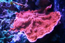 IMG_2594.jpg