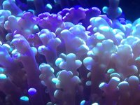 ImageUploadedByReefs1372447863.790188.jpg