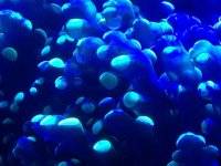 ImageUploadedByReefs1372447938.024208.jpg