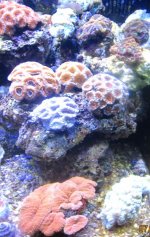 IMG_1831.jpg