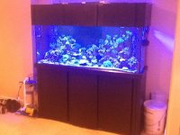 ImageUploadedByReefs1372456857.906705.jpg ImageUploadedByReefs1372456857.906705.jpg
