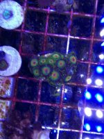 ImageUploadedByReefs1376770493.821590.jpg