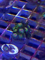 ImageUploadedByReefs1376770510.969299.jpg