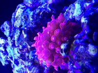 ImageUploadedByReefs1374565152.015648.jpg