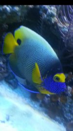blueface closeup001.jpg