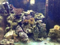 ImageUploadedByReefs1368744744.201207.jpg