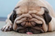 pup.jpg