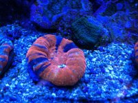 IMG_0816.jpg
