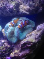 ImageUploadedByReefs1368794322.709081.jpg