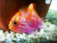 ImageUploadedByReefs1368798277.999652.jpg