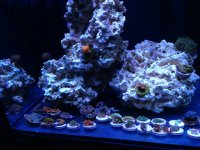 ImageUploadedByReefs1372520821.725655.jpg