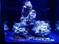ImageUploadedByReefs1372520836.108402.jpg