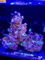 ImageUploadedByReefs1372520850.293468.jpg