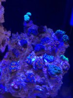 ImageUploadedByReefs1372520859.957068.jpg