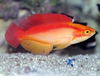 flame_wrasse_male.jpg