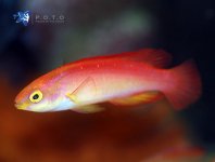 flame_wrasse_submale.jpg