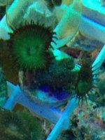 ImageUploadedByReefs1372524006.631929.jpg