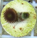 ImageUploadedByReefs1372524035.415302.jpg