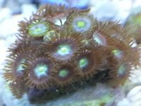 Alien Eggs.jpg