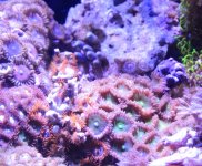 weird hair growing.JPG