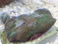 Green Ench.jpg