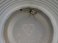 spider.JPG