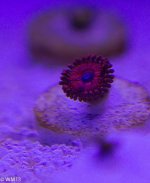 Zoas11062013-4.jpg