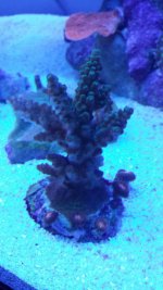20131029_174301_zps6de38aa9.jpg