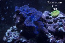clam.jpg