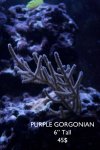 Gorgonian.jpg