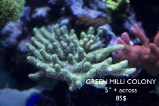 Green Mili.jpg