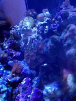 ImageUploadedByReefs1376934034.219016.jpg