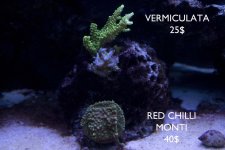 Vermiculata.jpg
