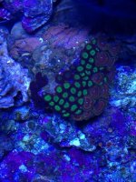 ImageUploadedByReefs1376934046.852666.jpg