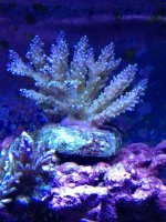 ImageUploadedByReefs1372617485.040531.jpg