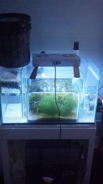 glass refugium.jpg