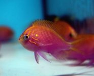 ImageUploadedByReefs1368841353.579271.jpg