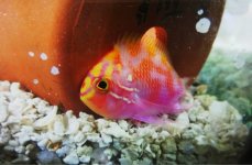 ImageUploadedByReefs1368841385.212610.jpg