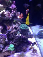 ImageUploadedByReefs1368843043.819183.jpg