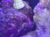 ImageUploadedByReefs1368904421.294367.jpg