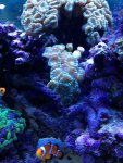 ImageUploadedByReefs1372635746.490827.jpg