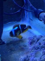 ImageUploadedByReefs1387501854.298561.jpg