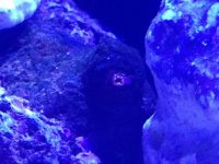 ImageUploadedByReefs1368904431.569224.jpg