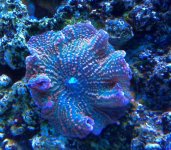 Rainbow Mushroom - 2.jpg